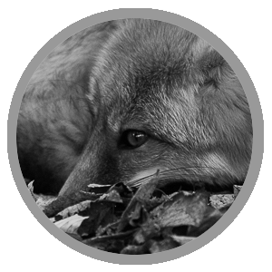 Fox photo